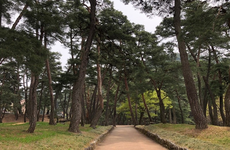 영주 소수서원 솔밭